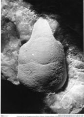 Historisches Foto von Mesogalathea retusa (Robins, Feldmann, Schweitzer & Bonde, 2016) (NHMW-AFW-GEO-BACHMAYER-FOTO-1990-0041-3344)